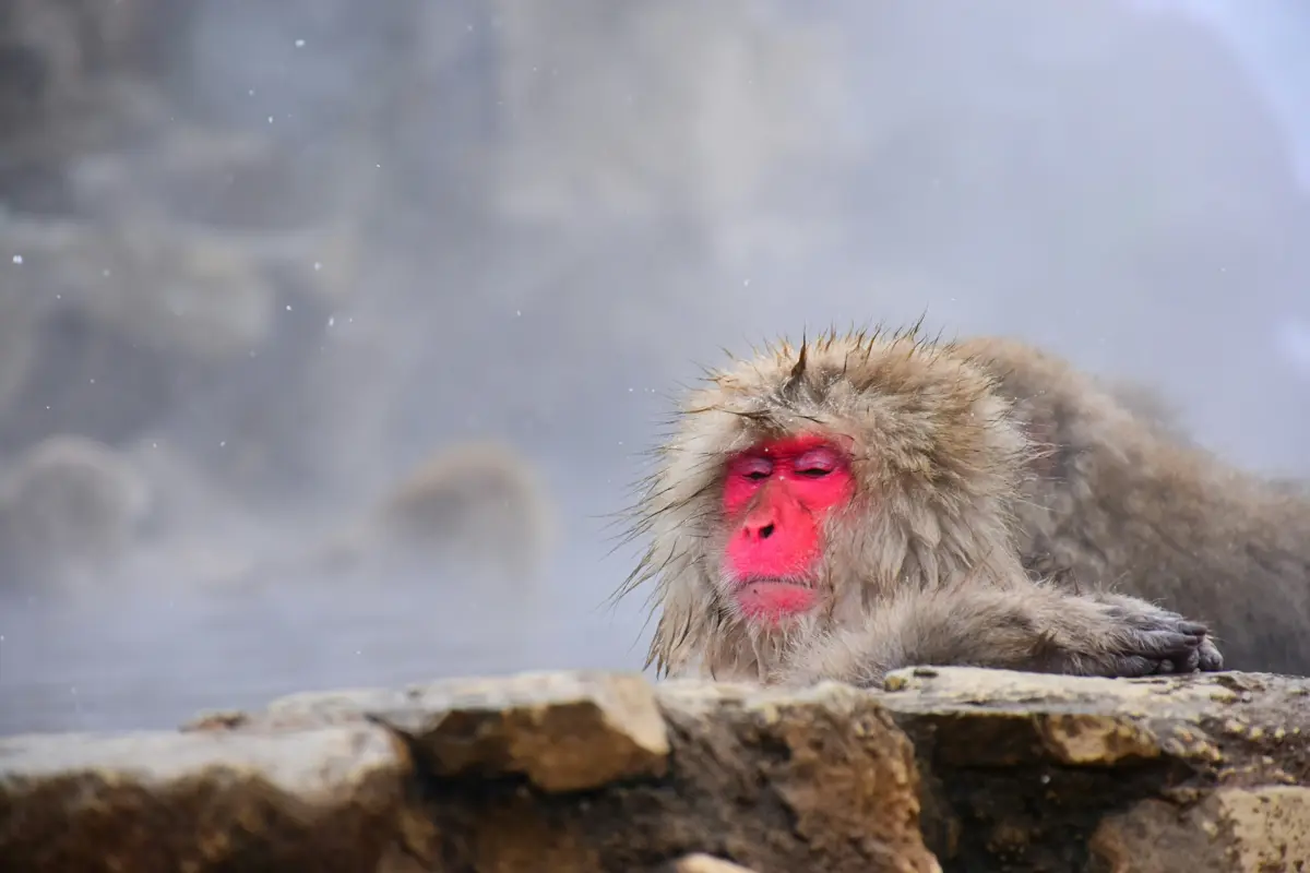 Japanese snow monkey relaxing in a natural hot spring, often associated with onsen culture in Japan.