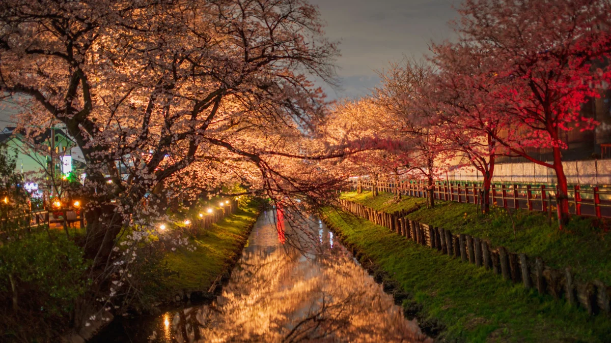 nguyen-tp-hai-Mq9mdogzFBs-unsplash Cherry blossom street in Japan as an example of wheelchair accessible tourist attractions