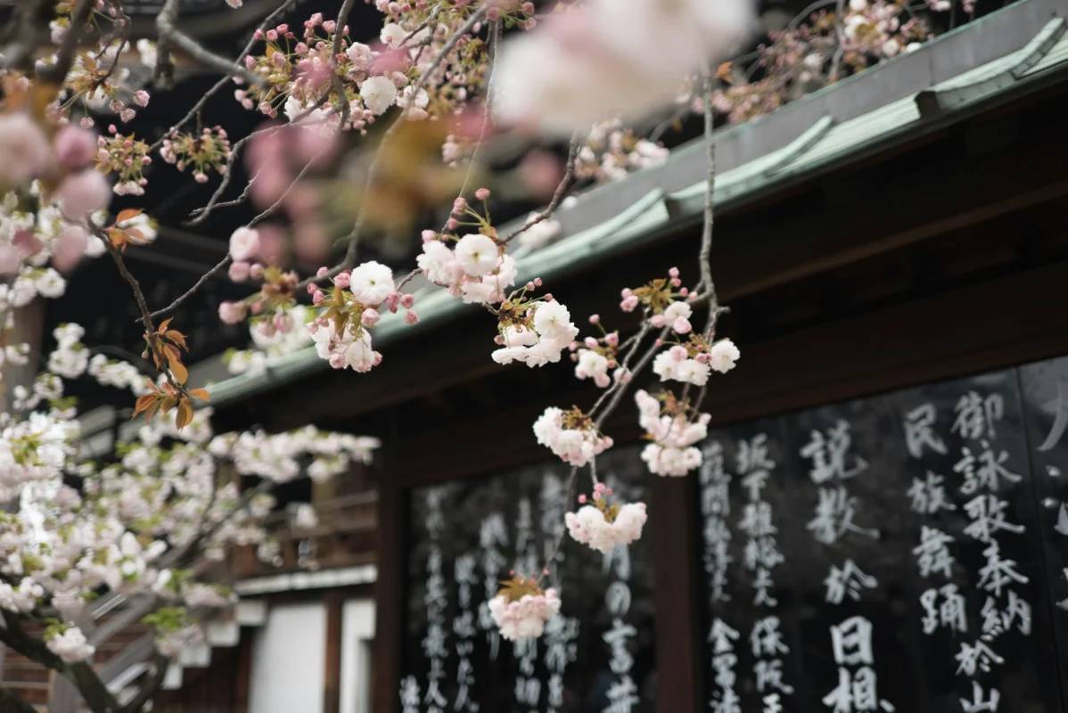 cherry blossoms shrine japan spring travel japan without knowing japanese