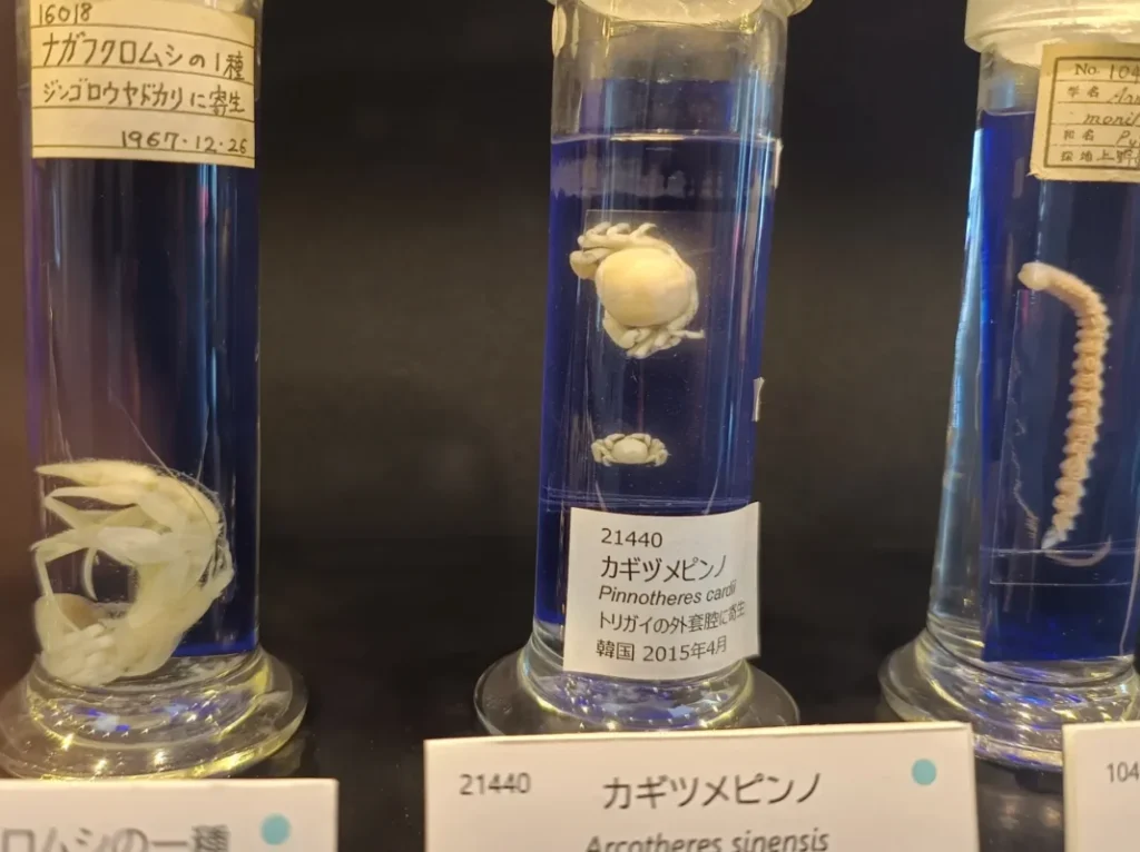 Strange parasite exhibits inside the Meguro Parasitological Museum in Tokyo