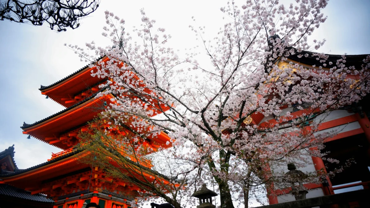 crystal-kay-XWf6wpNJac0-unsplash Japanese temple with cherry blossoms for local travel experience in Japan