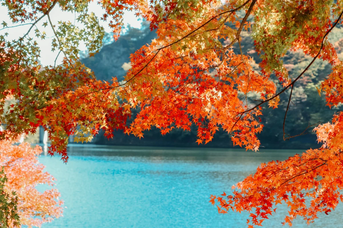 kishor-VW2vRZVYILI-unsplash Autumn leaves by a lake in Japan