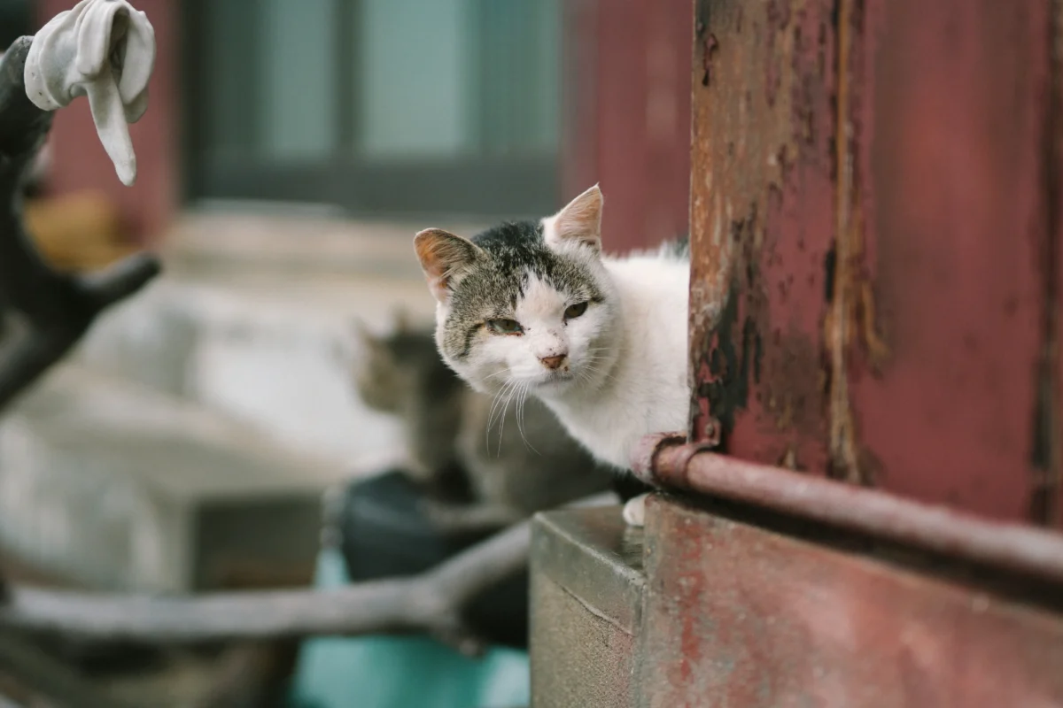 peter-lam-ch-0R75j7kw9K8-unsplash Street cat beside a traditional red building in Japan