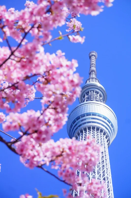 Tokyo Skytree framed by pink cherry blossoms