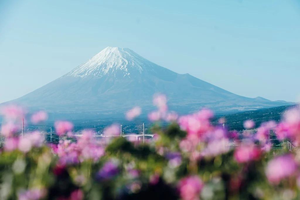 Snow-capped Mount Fuji with pink flowers in the foreground